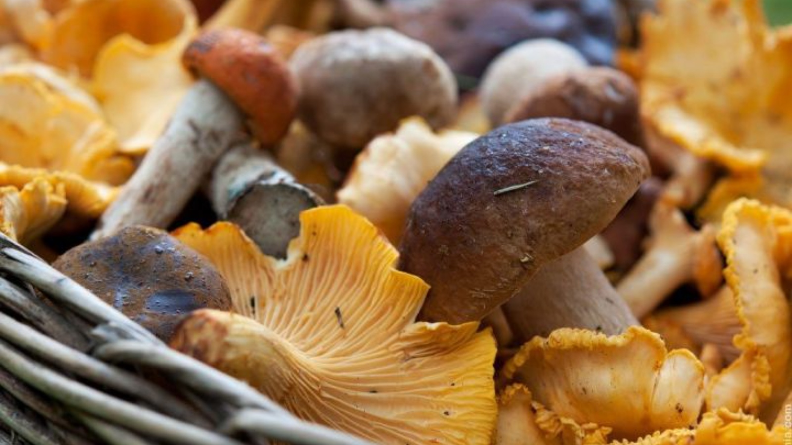 Houby připravujte pouze tímto způsobem. Jinak ztratí chuť a pružnost