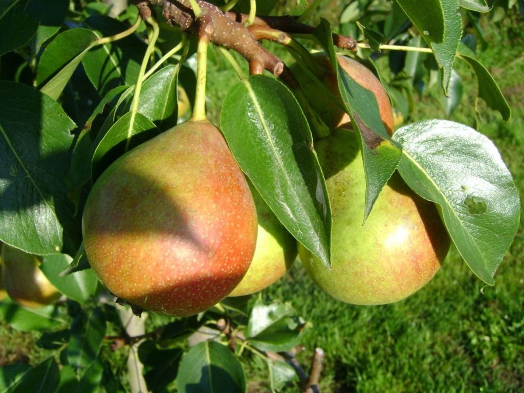 Oblíbená hruška Čechů je již v prodeji. Rozplývá se na jazyku a je neuvěřitelně zdravá.