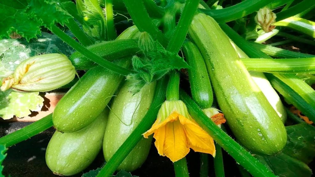 K cuketám přidávám dvě ingredience a výsledek je neuvěřitelně chutný. Hodí se k obědu i jako svačina.