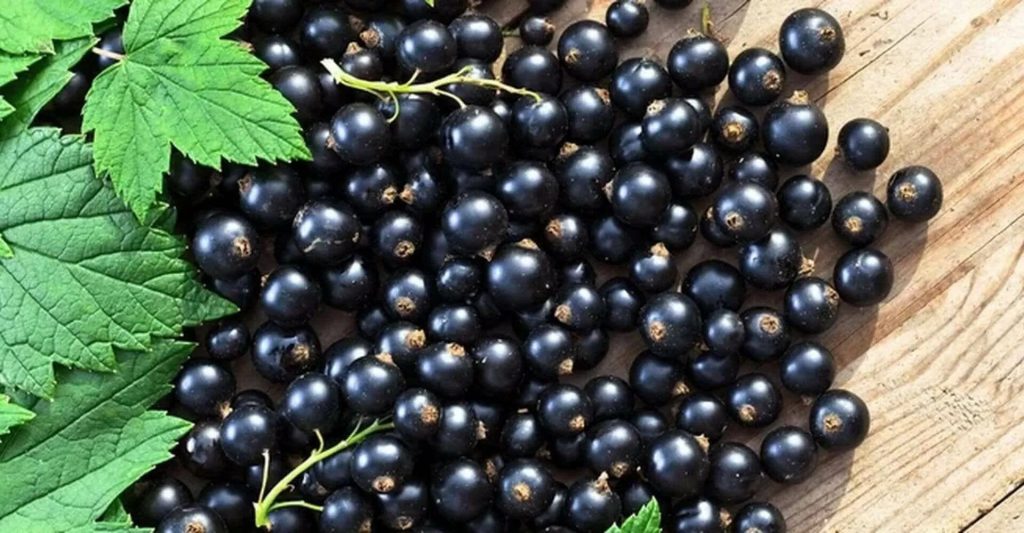 Obsahuje čtyřikrát více vitamínu C než citron. Má obrovskou sílu, ale Češi ji jedí jen zřídka.