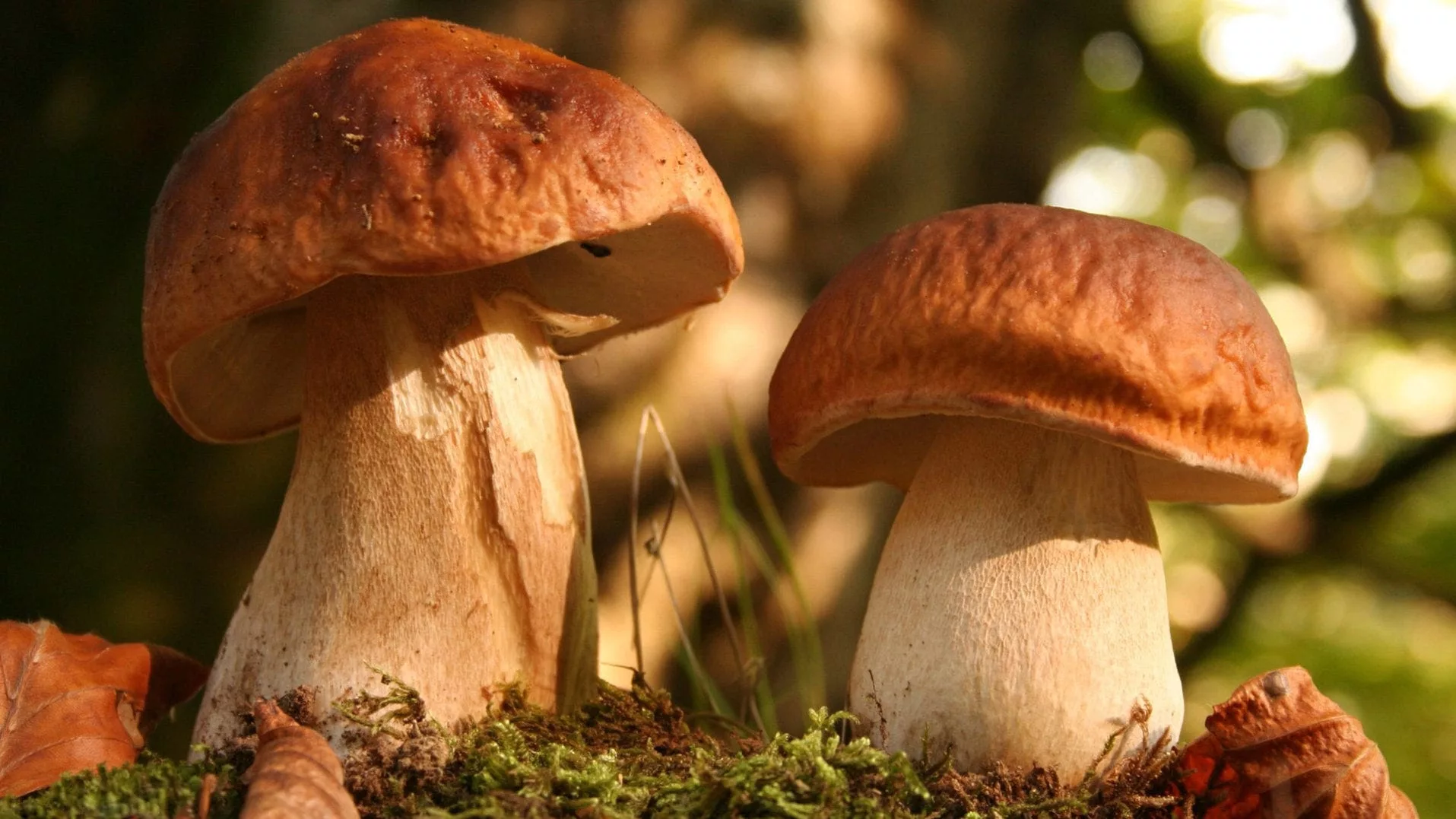 Houby připravujte pouze tímto způsobem. Jinak ztratí chuť a pružnost