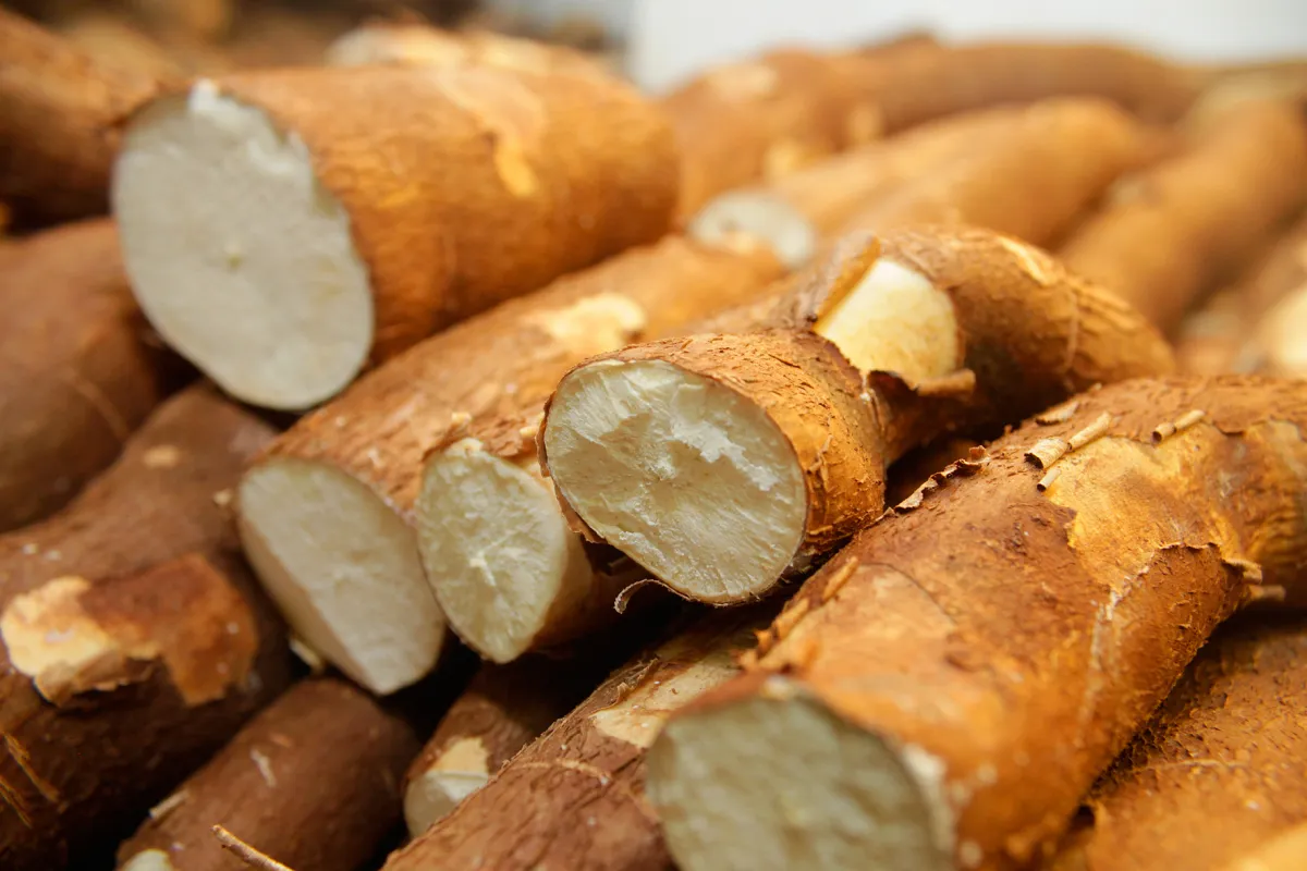 Zelenina, která chrání srdce, snižuje hladinu cholesterolu a zlepšuje trávení. Zatím málo známá