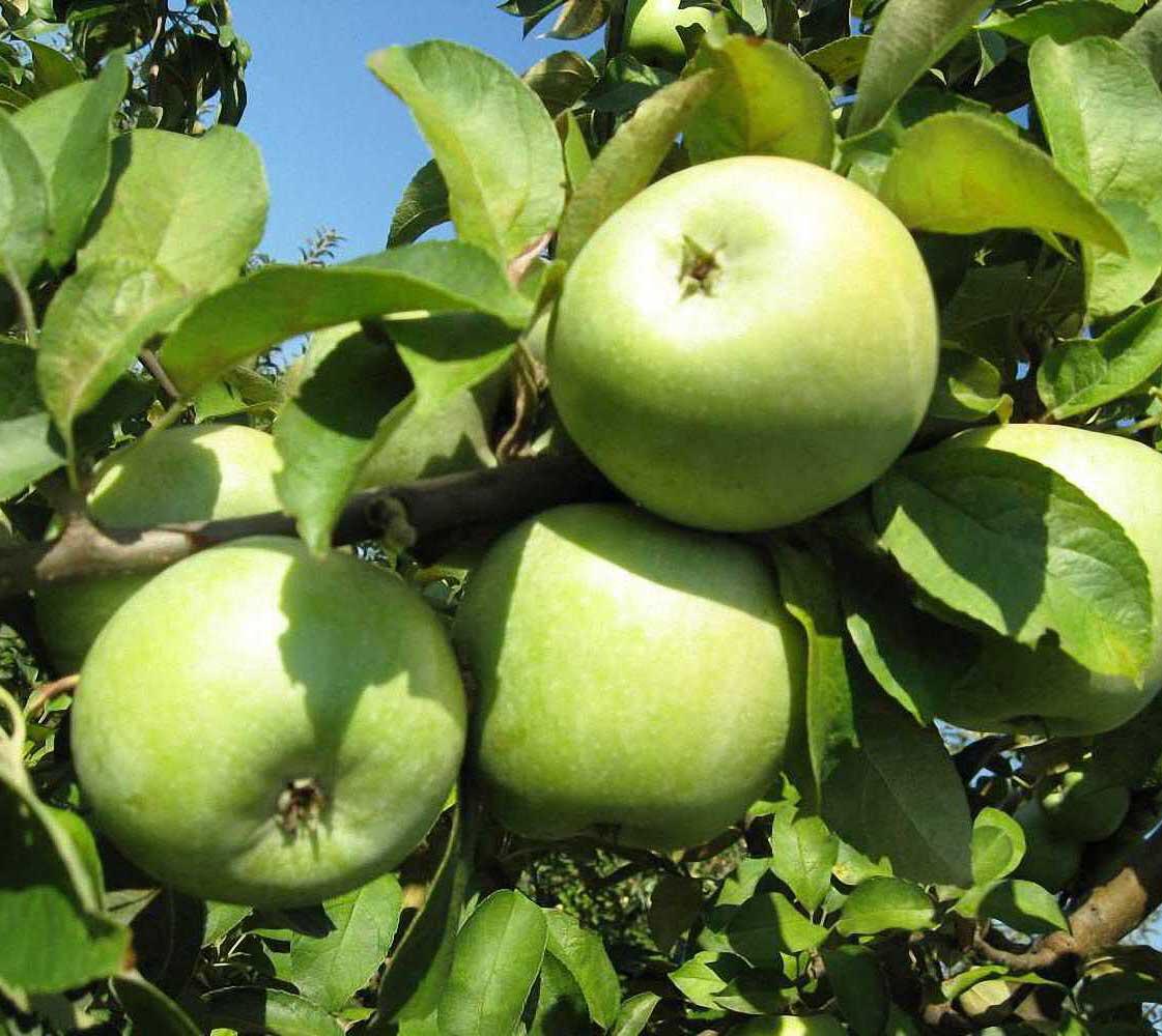 Nejvíce podceňované ovoce Čechy. Diabetici jej mohou bez obav konzumovat, obsahuje hodně vlákniny a má vynikající vliv na střeva.