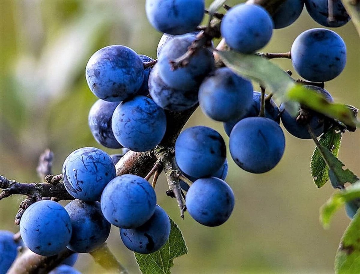 Málokdo si pamatuje, že její plody a listy jsou zdrojem vitamínů. Má příznivý vliv na ledviny, trávení a imunitu