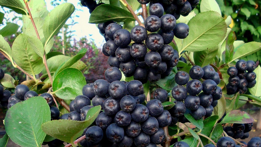 Kultovní ovoce se vrací do módy. Je to přírodní bomba vitamínů a antioxidantů.