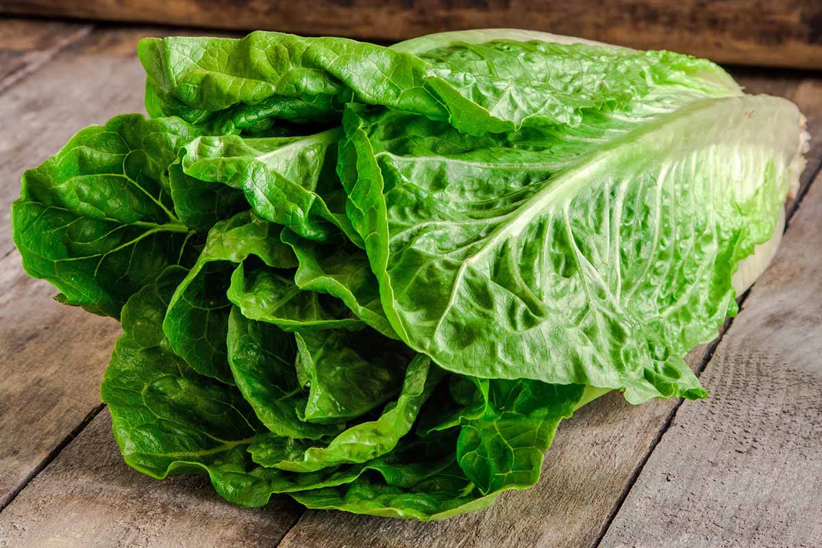 Nejzdravější salát. Snižuje krevní tlak, zmírňuje záněty a obsahuje mnoho vitamínů