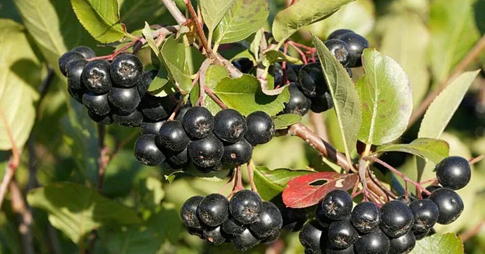 Kultovní ovoce se vrací do módy. Je to přírodní bomba vitamínů a antioxidantů.